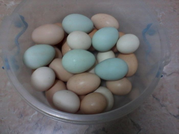 productie noua+oua albastre