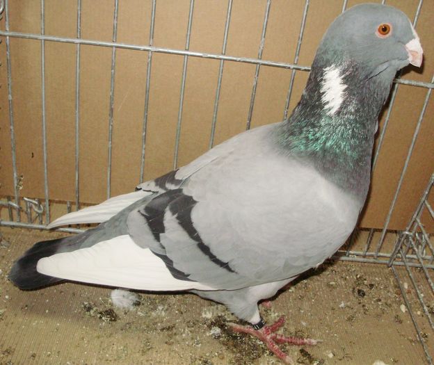 0039 Syrian dewlap GB 10