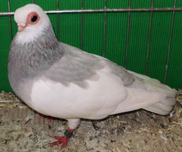 0839 Jucator vienez gansel A 07