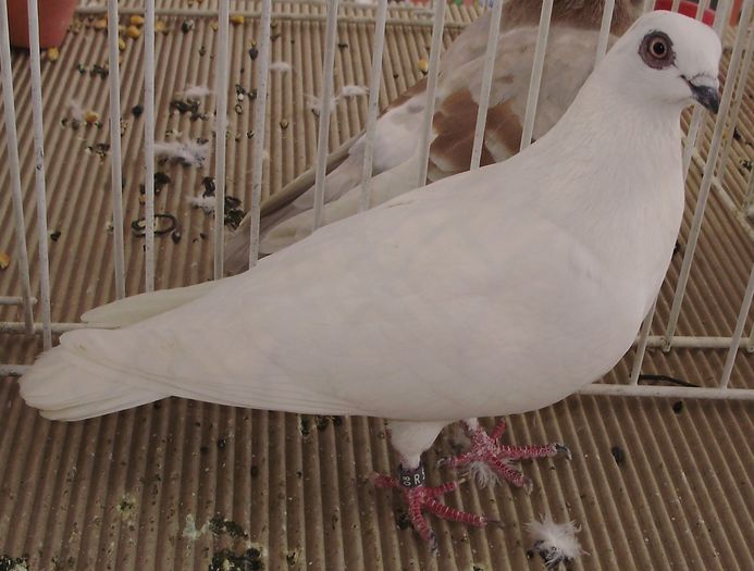 0847 Zburator Budapesta H 07