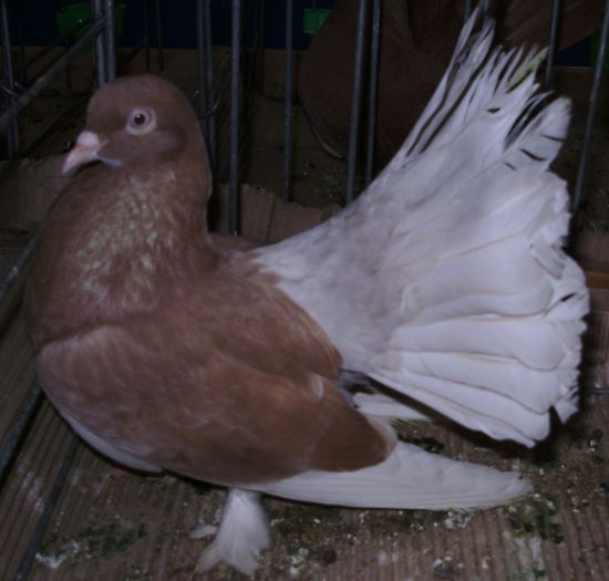 0849 Roller de Debrecin H 08