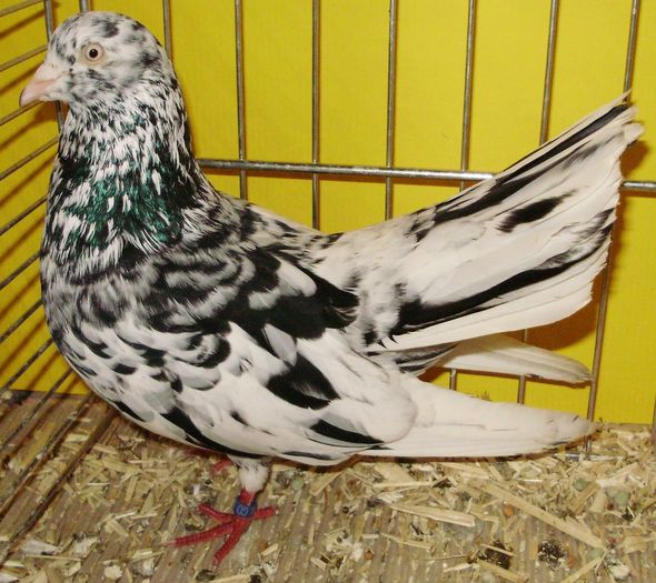 0850 Roller oriental D 07