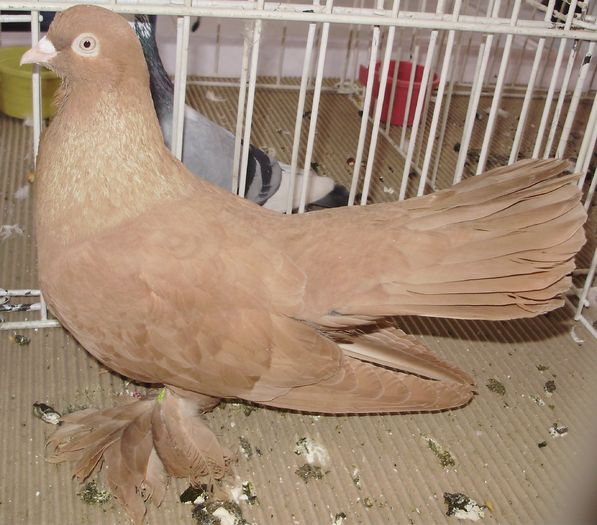 0851 Roller persan D 09