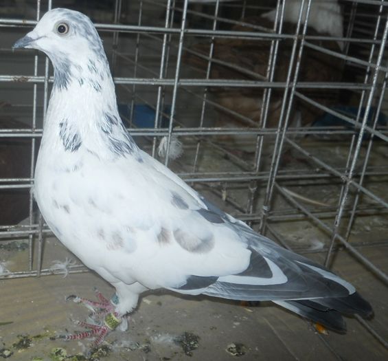 0919 Tippler englez de zbor GB 07