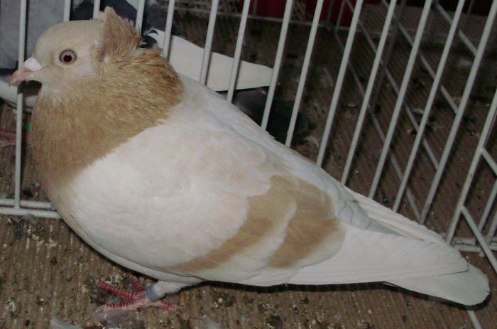 0933 Zburator de Arad RO 07