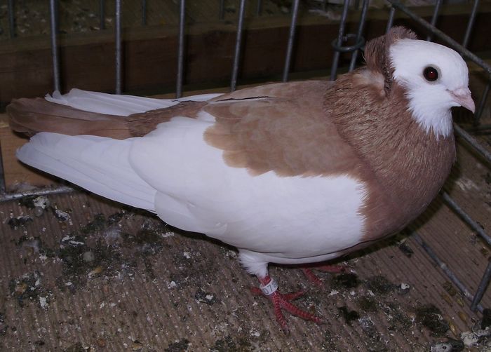 0938 Roller de Sisak HR 07