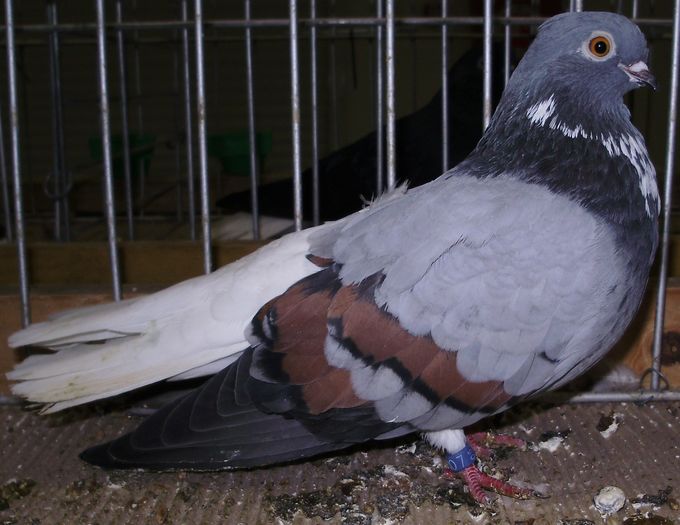 0977 Zburator codalb Muntenia RO 07 - 9a jucatori si zburatori