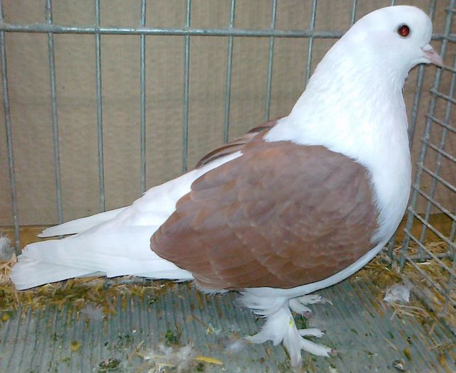 0984 Zburator bavarez D 09