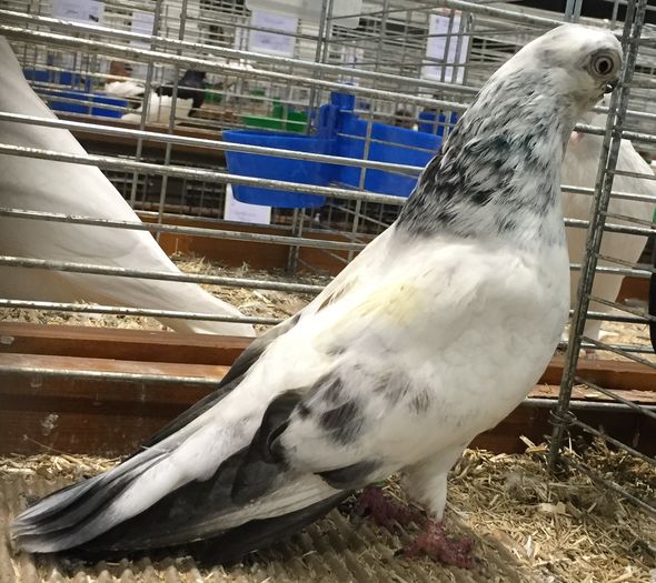 Jucator scurt Kaunas