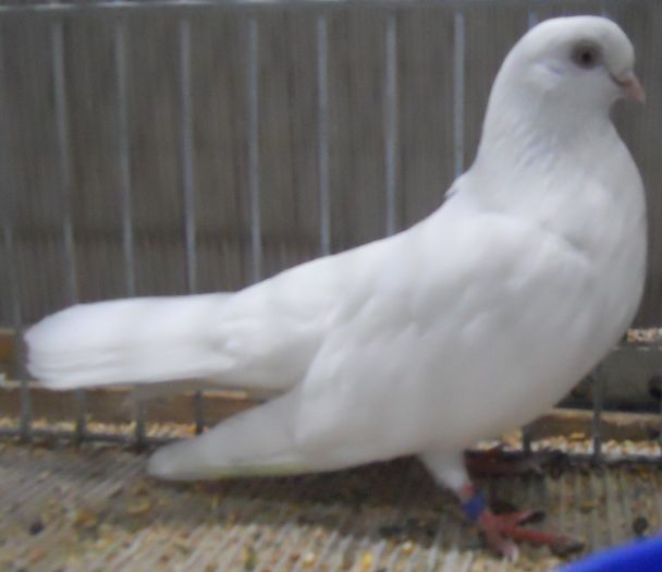 1017 Jucator balan Iasi RO 07