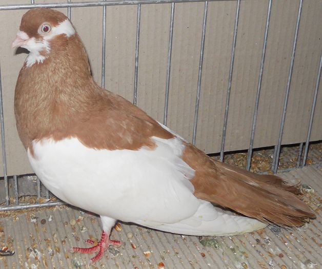 1018 Jucator pag de Iasi RO 07