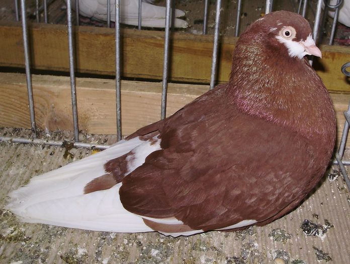 Roller maghiar H - 9b neomologati EE