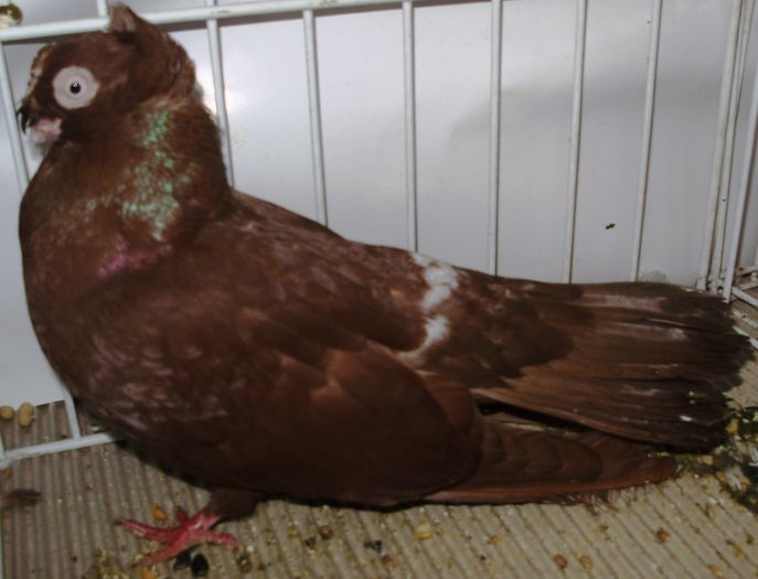 1020 Jucator de Calarasi RO 07