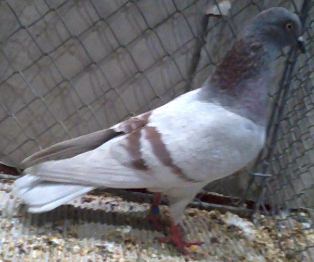 1021 Zburator de Bratislava SK 07 - 9a jucatori si zburatori