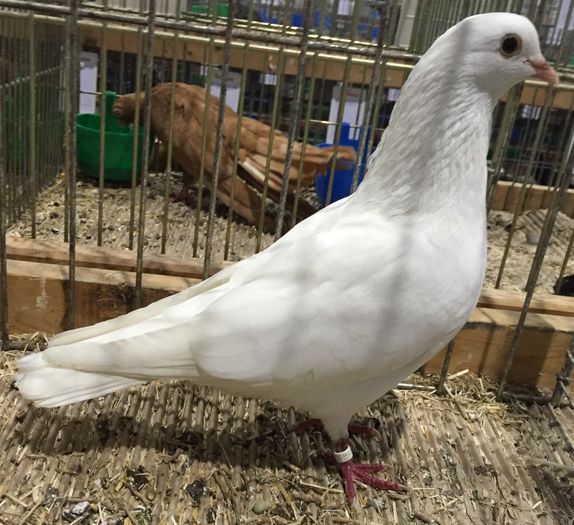 1022 Roller de Zadar HR 07