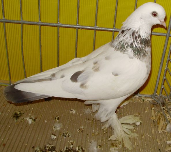 1023 Zburator jucator irlandez IRL 07 - 9a jucatori si zburatori