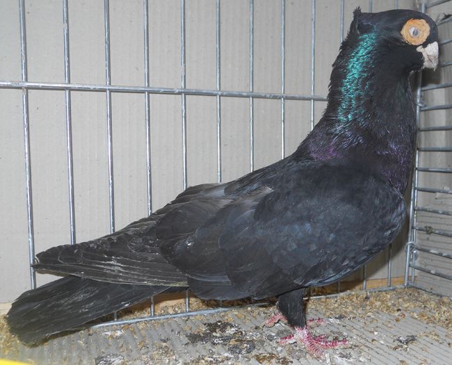 1025 Zburator Krusevak pomorawski SRB 08