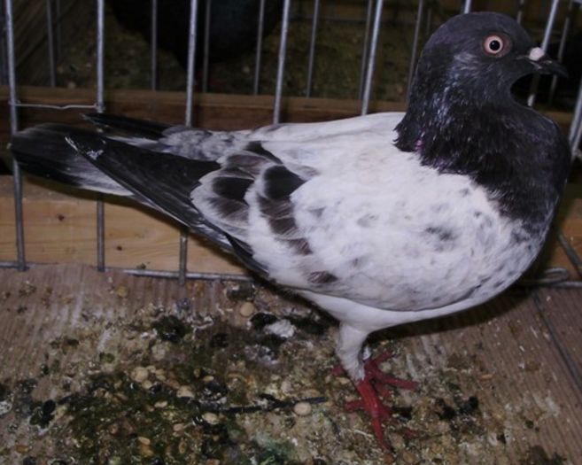 Vijensky  Tumbler SRB