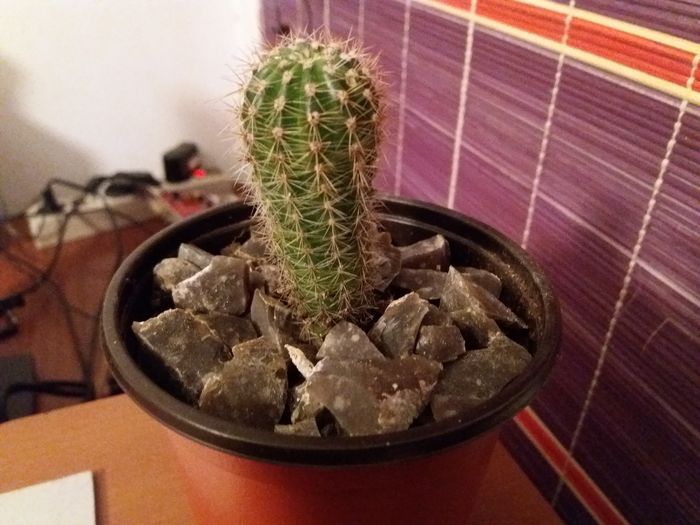 Cactus