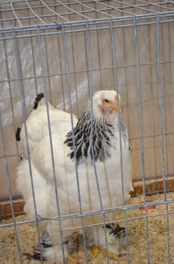 068 - Expozitia nationala a Austriei 2016