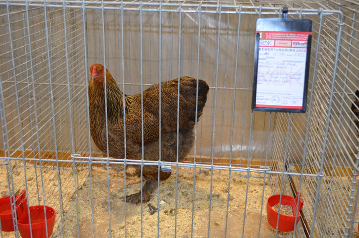 077 - Expozitia nationala a Austriei 2016