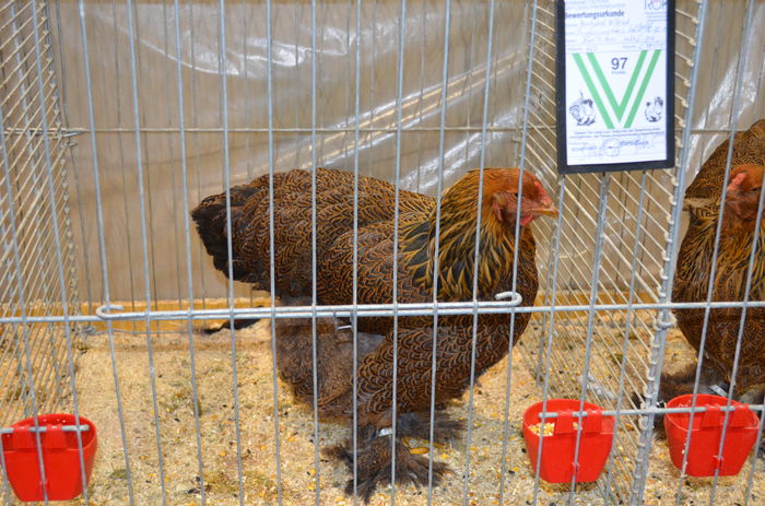 079 - Expozitia nationala a Austriei 2016