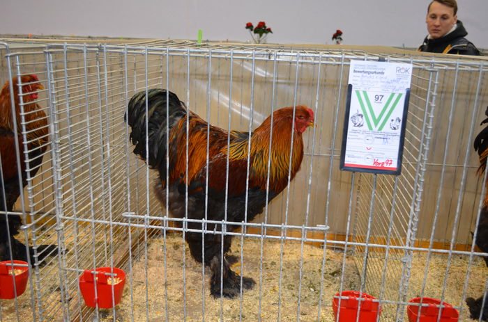 081 - Expozitia nationala a Austriei 2016