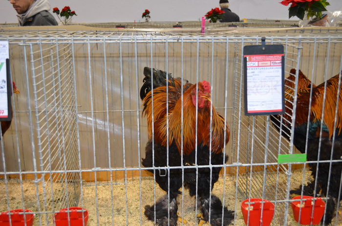 083 - Expozitia nationala a Austriei 2016