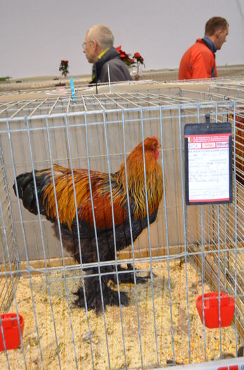 088 - Expozitia nationala a Austriei 2016