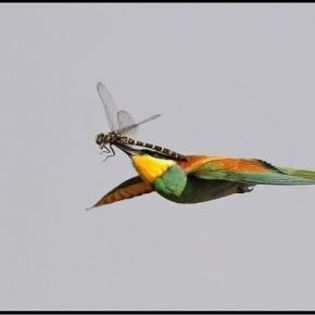 81614_1636860d734e207a5f35f1d1c560833a_mdsq - BIRDS