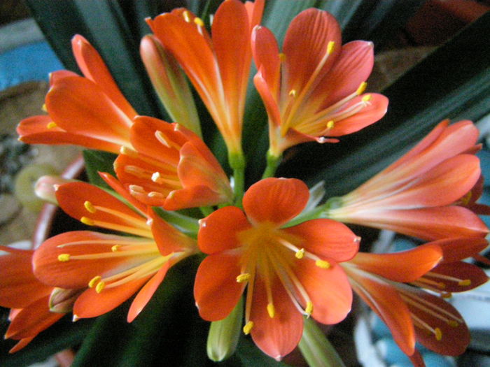 Clivia - Inflorite in decembrie