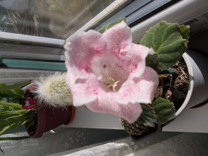 DSCN0120 - gloxinia