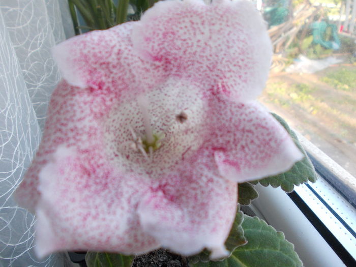 DSCN0128 - gloxinia