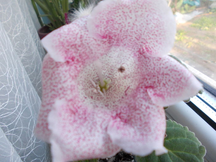 DSCN0131 - gloxinia