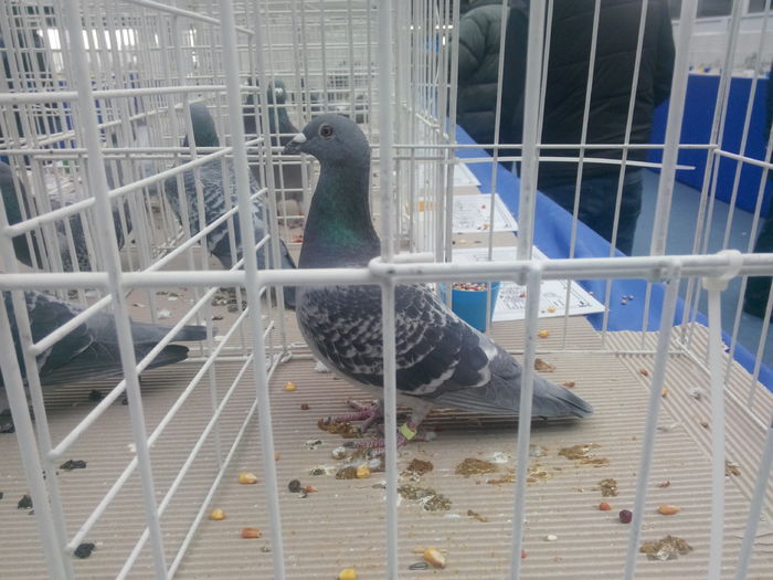 Loc 2 pe olt viteza pui si loc 7  general pui 2015!