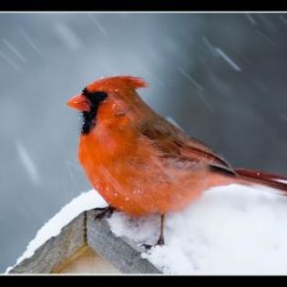 82573_538d12d7ebc231935d7779a86ffb5bab_mdsq - BIRDS