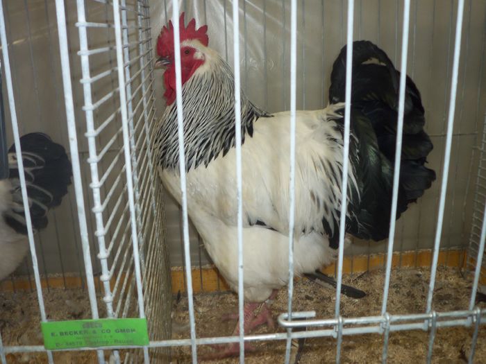 100_5367 - Poze expo Ried-Austria 2015