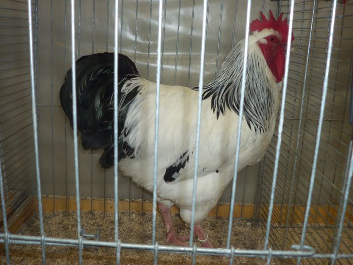 100_5368 - Poze expo Ried-Austria 2015