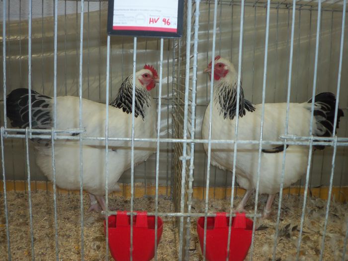 100_5369 - Poze expo Ried-Austria 2015