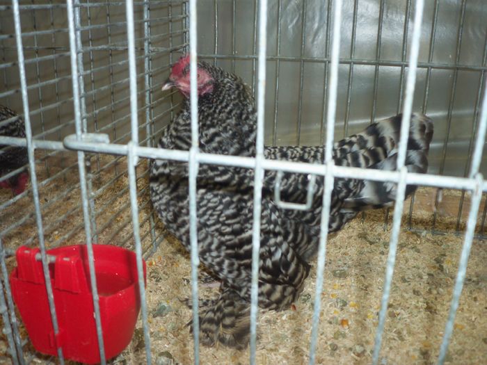 100_5374 - Poze expo Ried-Austria 2015