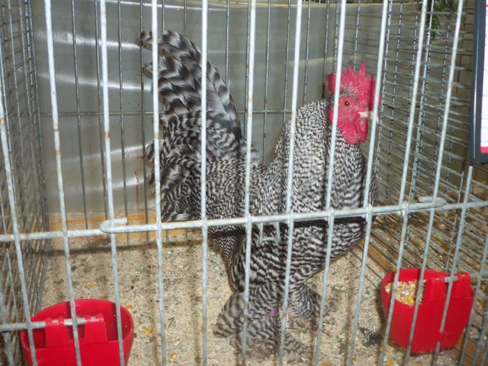 100_5375 - Poze expo Ried-Austria 2015