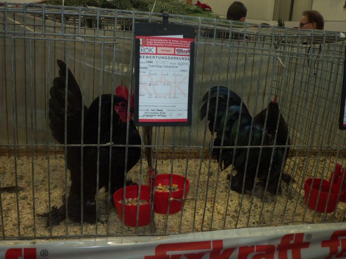 100_5377 - Poze expo Ried-Austria 2015