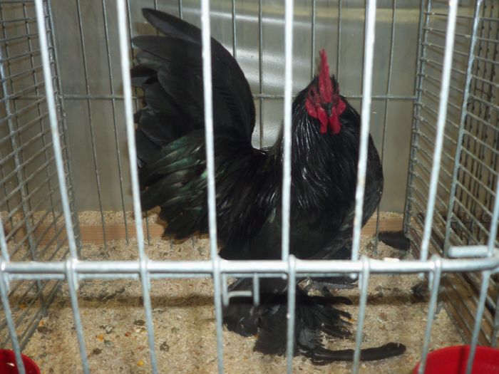 100_5378 - Poze expo Ried-Austria 2015