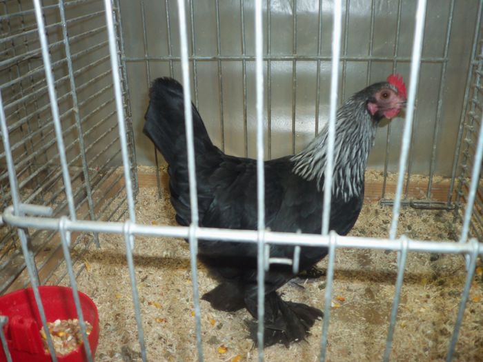100_5379 - Poze expo Ried-Austria 2015