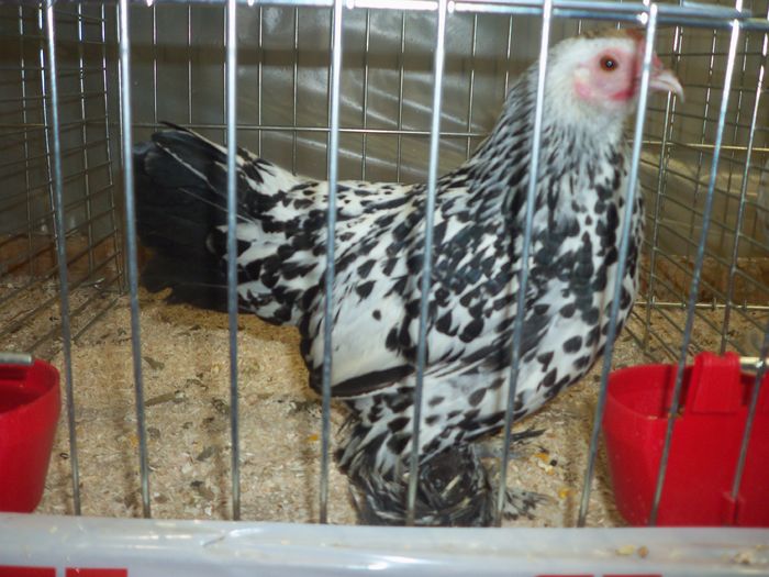 100_5383 - Poze expo Ried-Austria 2015