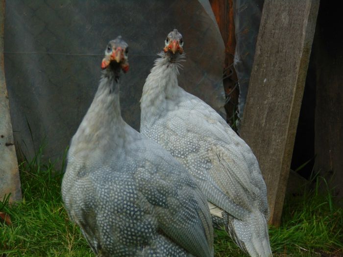 bibilici lavender - Bibilici lavender