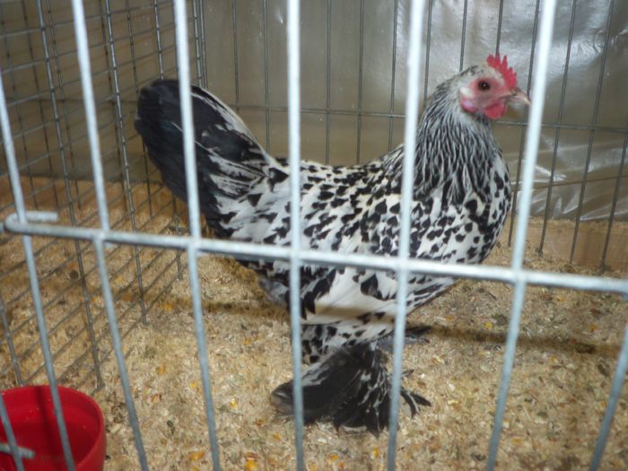 100_5384 - Kopie - Poze expo Ried-Austria 2015