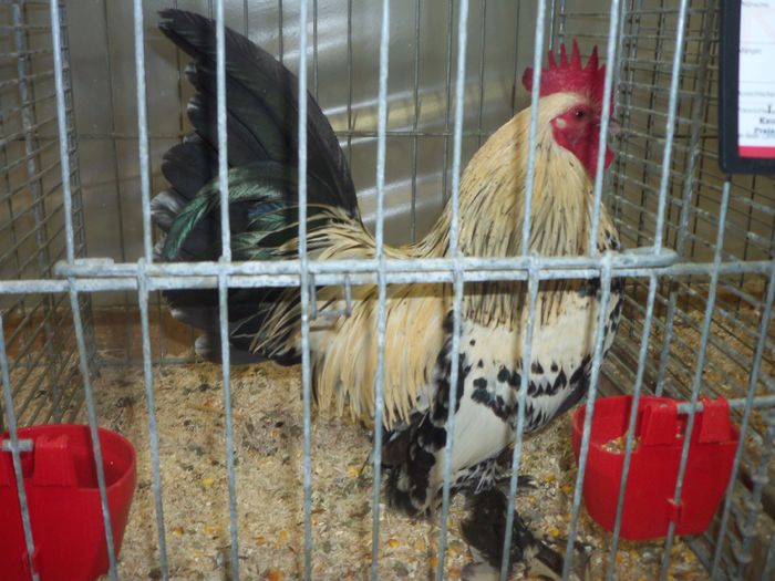 100_5388 - Kopie - Poze expo Ried-Austria 2015