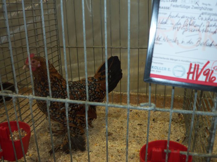 100_5389 - Kopie - Poze expo Ried-Austria 2015