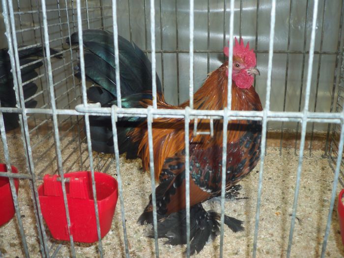 100_5393 - Poze expo Ried-Austria 2015